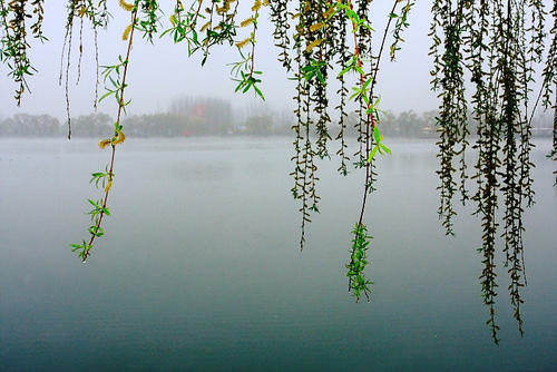 抒情散文诗《春雨》《落叶》赏析