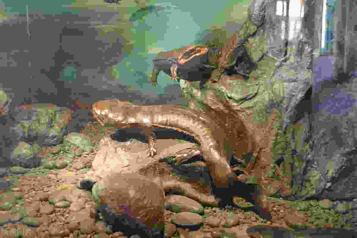 世界十大著名两栖动物，娃娃鱼榜上有名