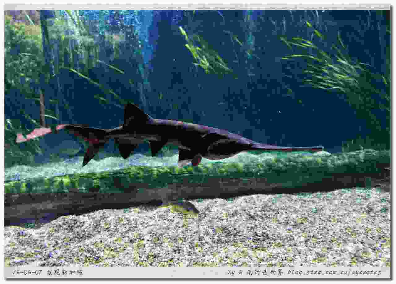 盘点十大最稀有的鱼类:野生中华鲟榜上有名 盘点十大最稀有的鱼类:野生中华鲟榜上有名