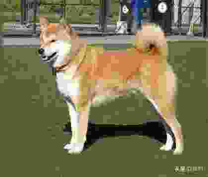 世界10大最贵的犬种，罗威纳犬位居第二