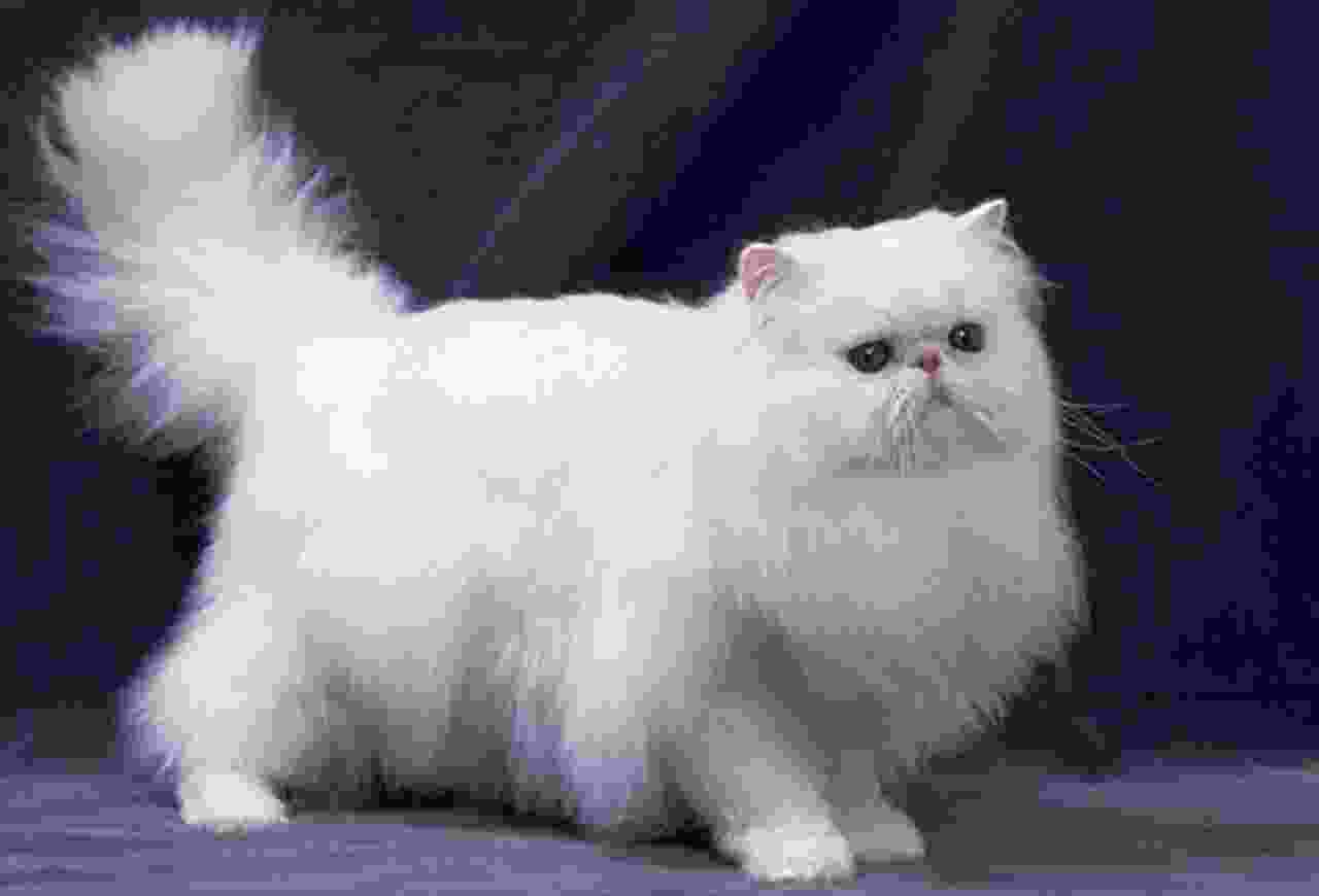 世界十大颜值最高的猫：布偶猫夺冠，波斯猫仅居第四