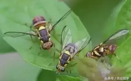 八戒黄(八节黄蓟马)