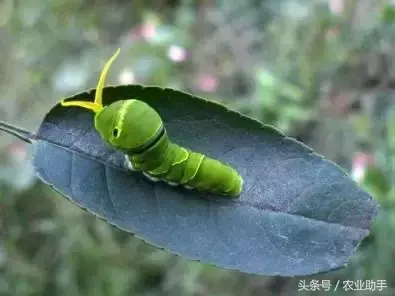 八戒黄(八节黄蓟马)