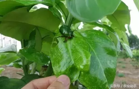 八戒黄(八节黄蓟马)