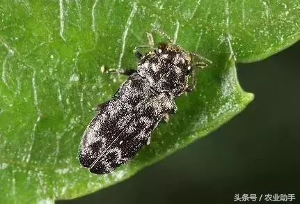 八戒黄(八节黄蓟马)