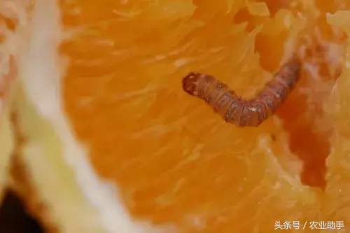 八戒黄(八节黄蓟马)