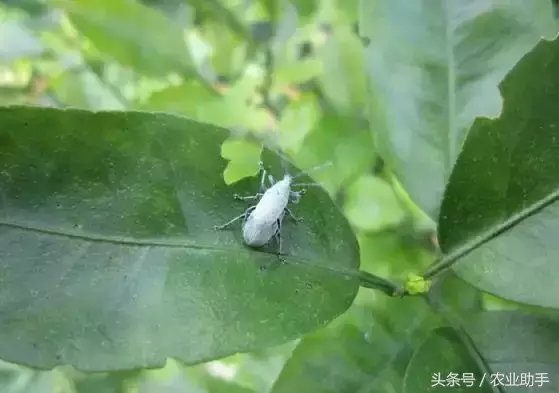 八戒黄(八节黄蓟马)