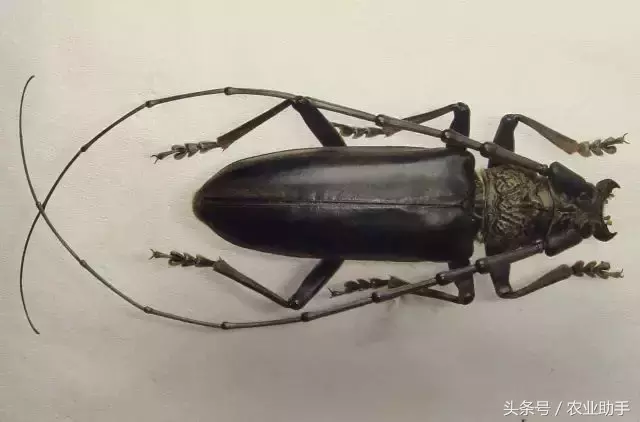 八戒黄(八节黄蓟马)