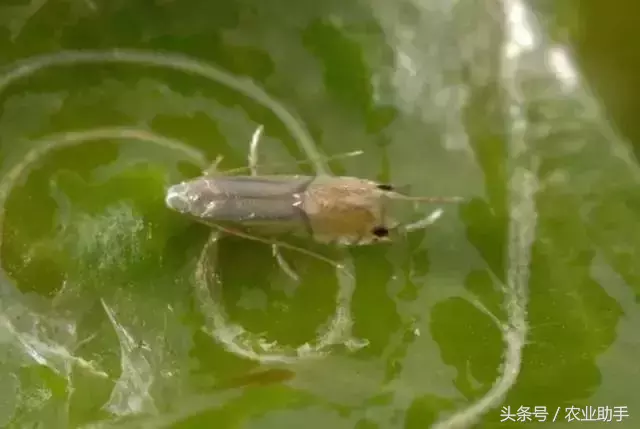 八戒黄(八节黄蓟马)