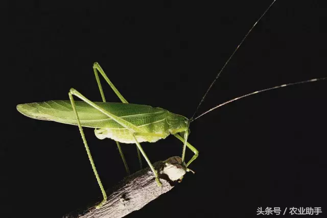 八戒黄(八节黄蓟马) 八戒黄(八节黄蓟马)