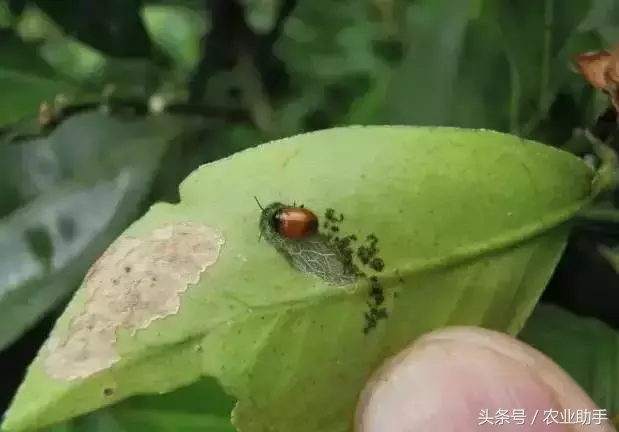 八戒黄(八节黄蓟马)