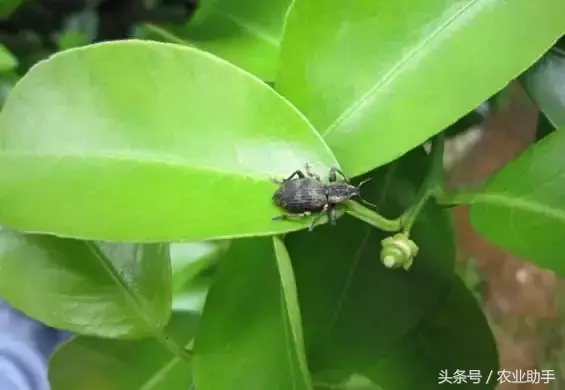 八戒黄(八节黄蓟马)