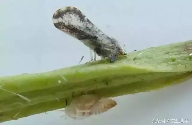 八戒黄(八节黄蓟马)