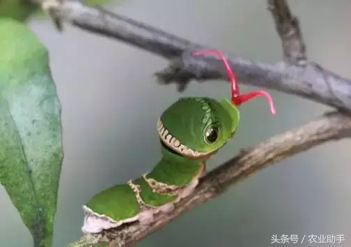 八戒黄(八节黄蓟马)