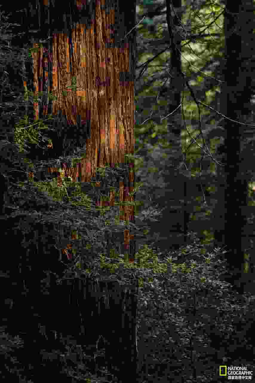 凌采加州天然(鍑岄噰鍔犲窞澶╃劧楦¤倝鐚伯)