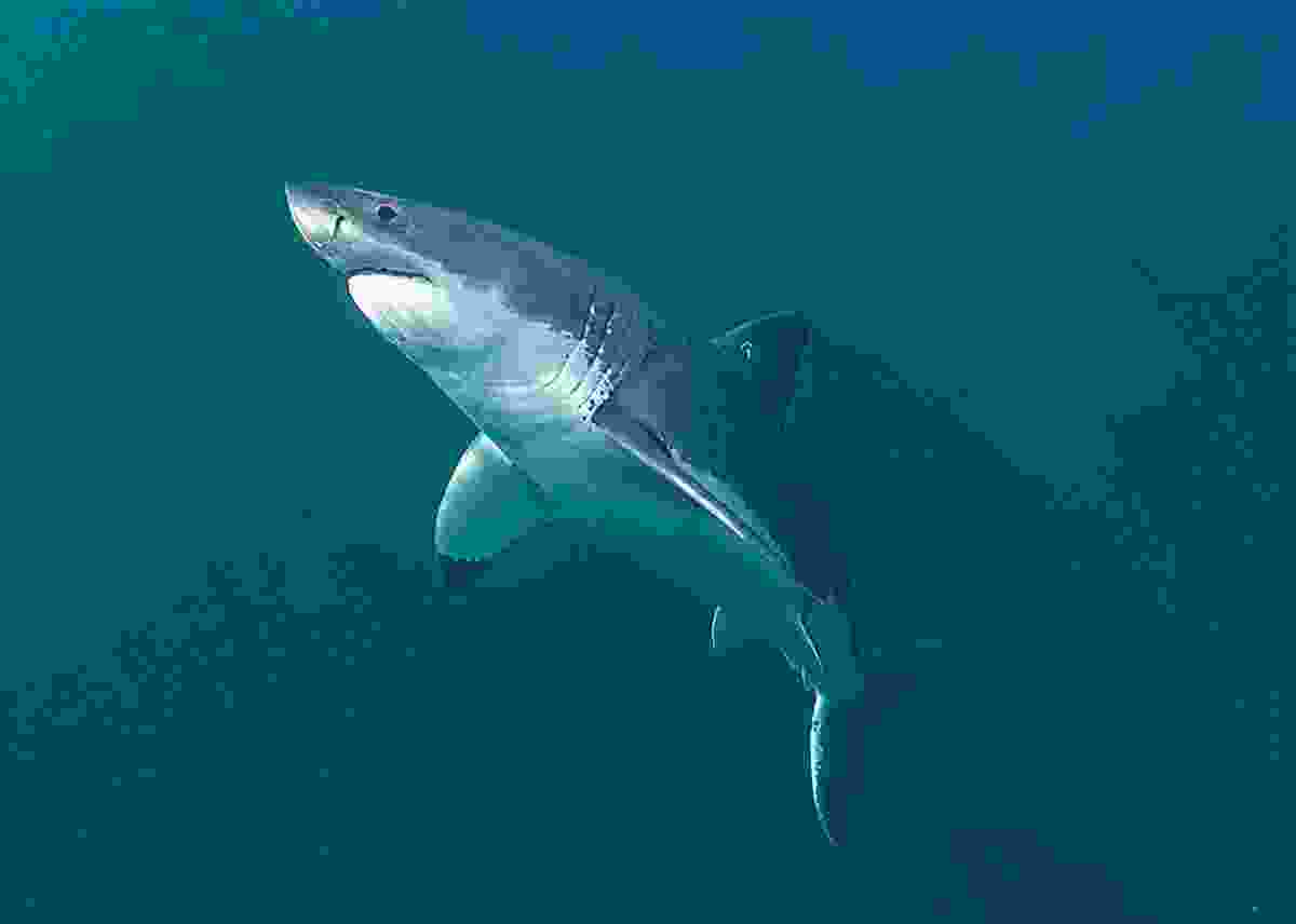 盘点十大最稀有的鱼类:野生中华鲟榜上有名 盘点十大最稀有的鱼类:野生中华鲟榜上有名