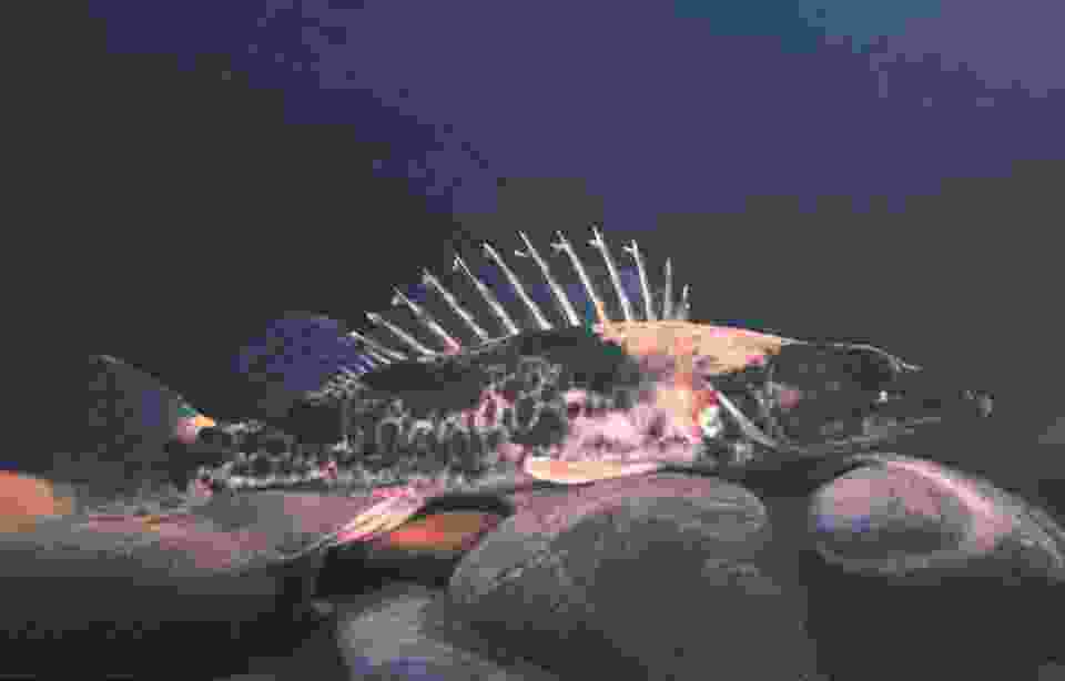 盘点十大最稀有的鱼类:野生中华鲟榜上有名 盘点十大最稀有的鱼类:野生中华鲟榜上有名