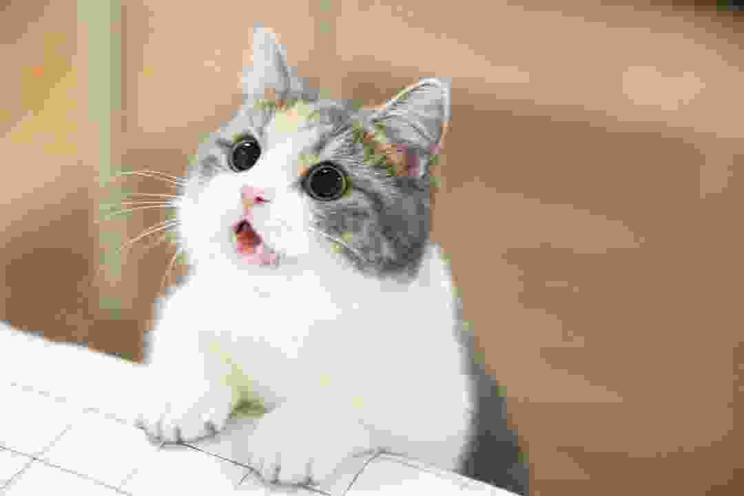 全球最聪明的动物排名（世界上智商最高的十大动物）