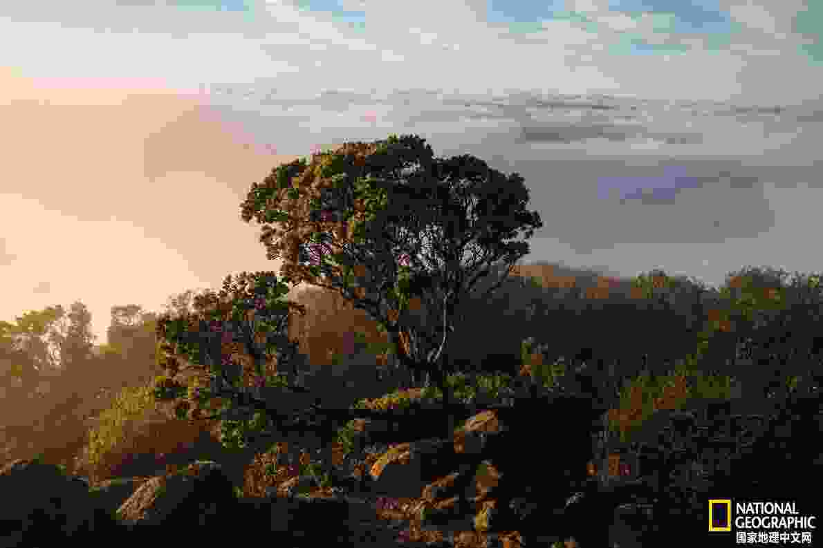 凌采加州天然(鍑岄噰鍔犲窞澶╃劧楦¤倝鐚伯)