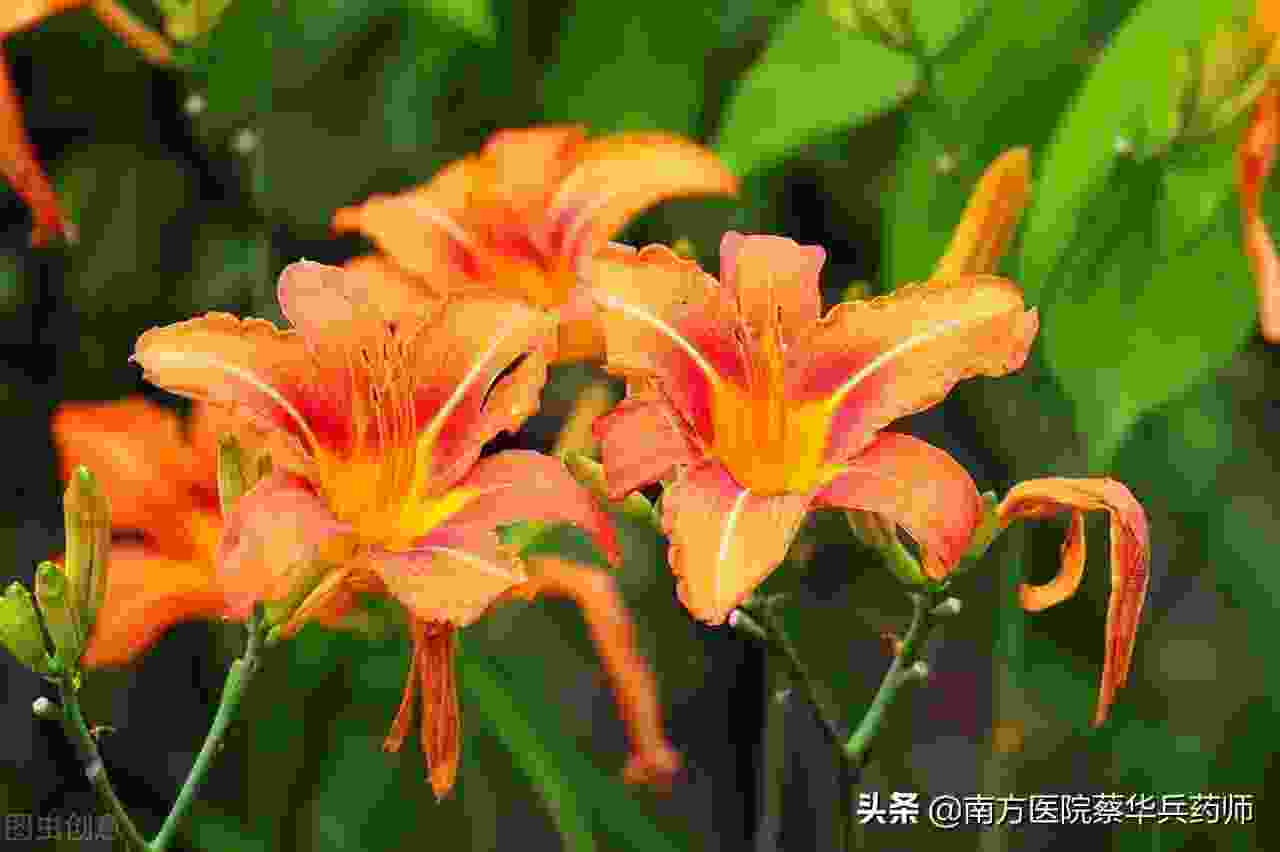 萱草花的寓意(萱草花中国的母亲花)