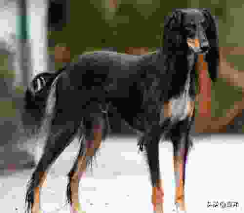 世界10大最贵的犬种，罗威纳犬位居第二