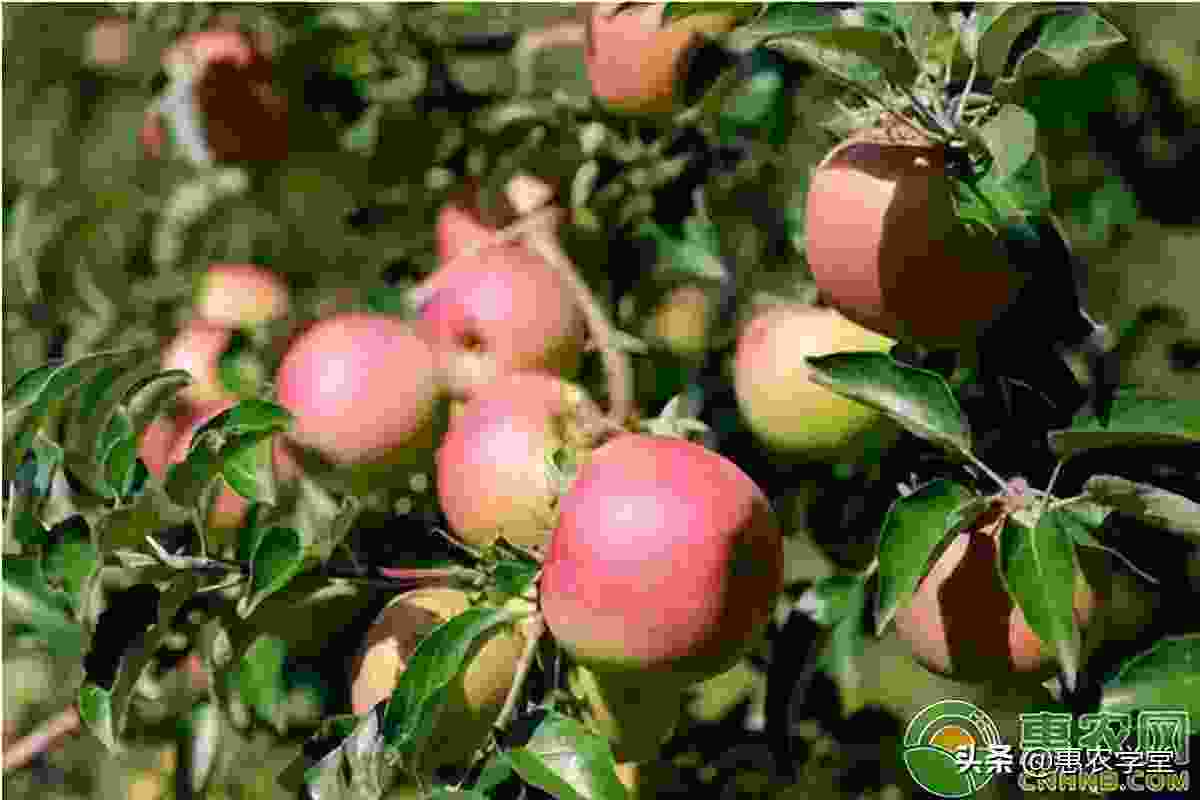 怎么存苹果(外存)