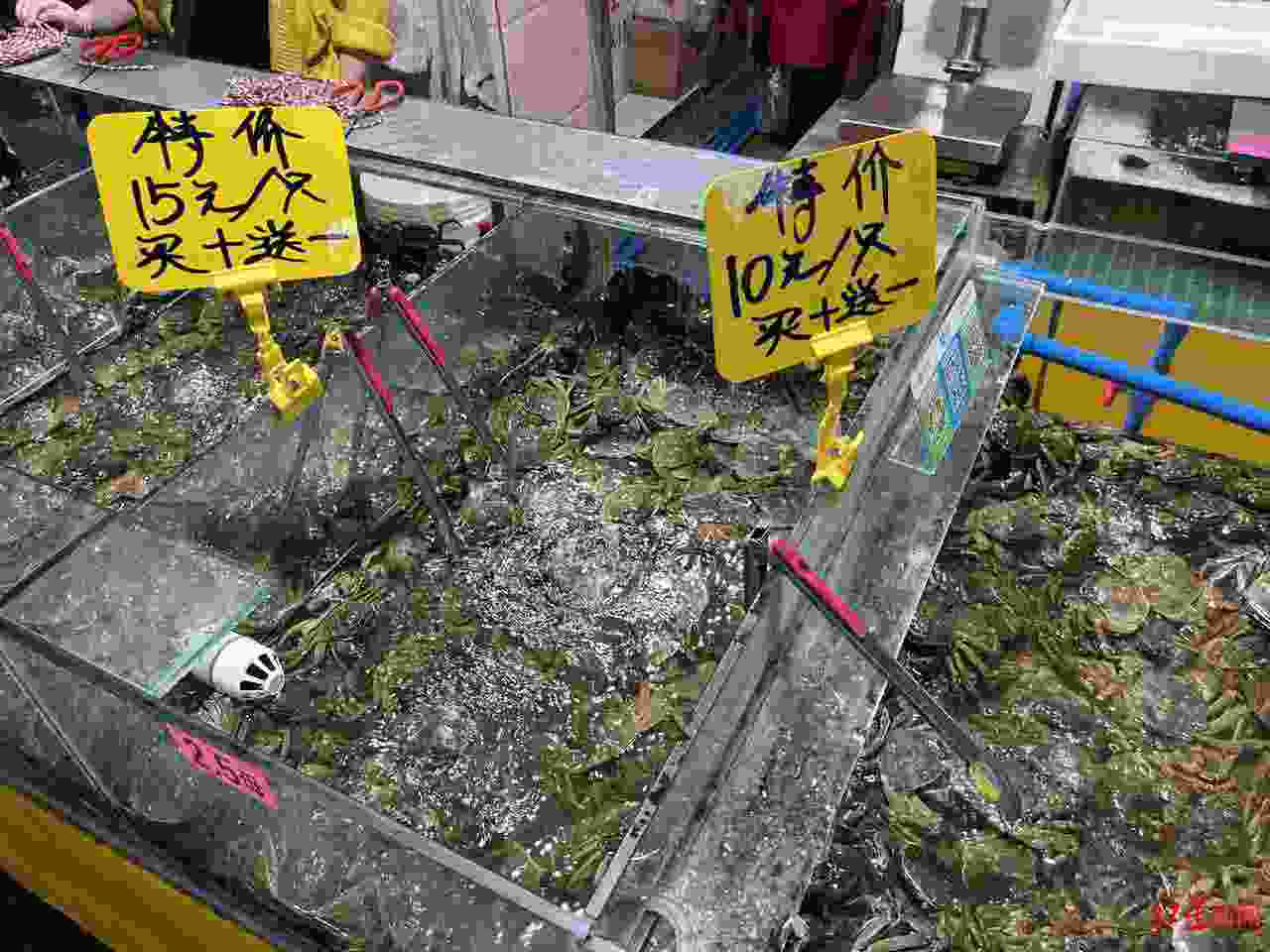 太湖蟹跟阳澄湖大闸蟹哪个贵(阳澄湖大闸蟹贵还是梭子蟹贵)