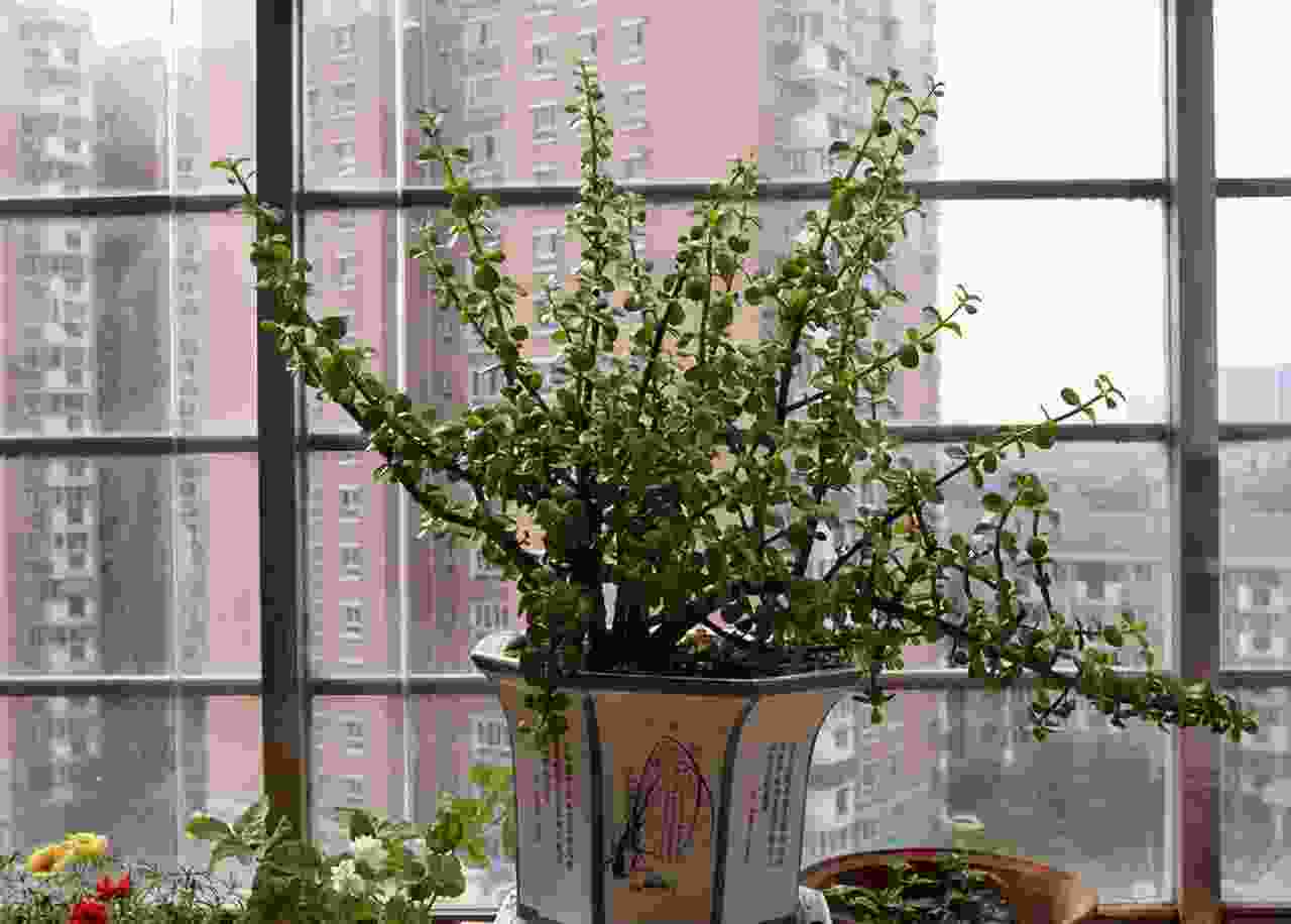 金枝玉叶花的养殖方法和注意事项