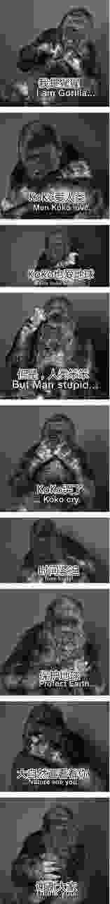 大猩猩koko(大猩猩koko纪录片中文)