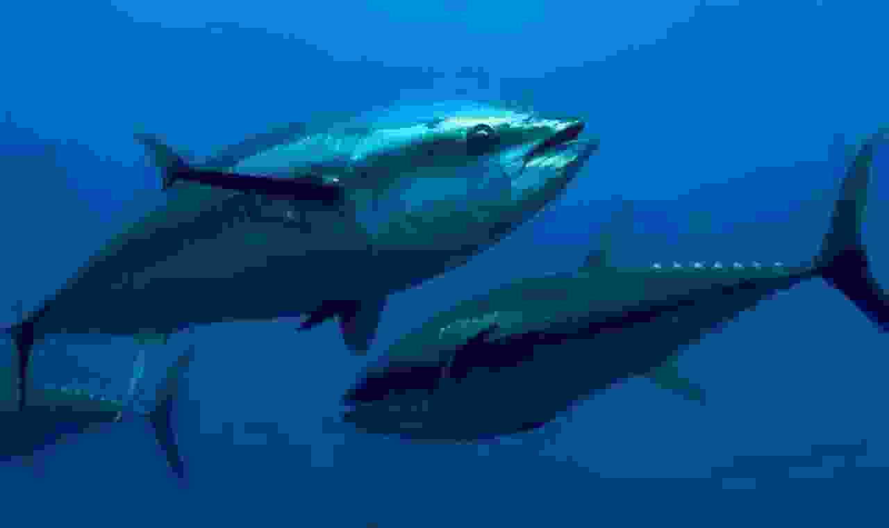 盘点十大最稀有的鱼类:野生中华鲟榜上有名 盘点十大最稀有的鱼类:野生中华鲟榜上有名