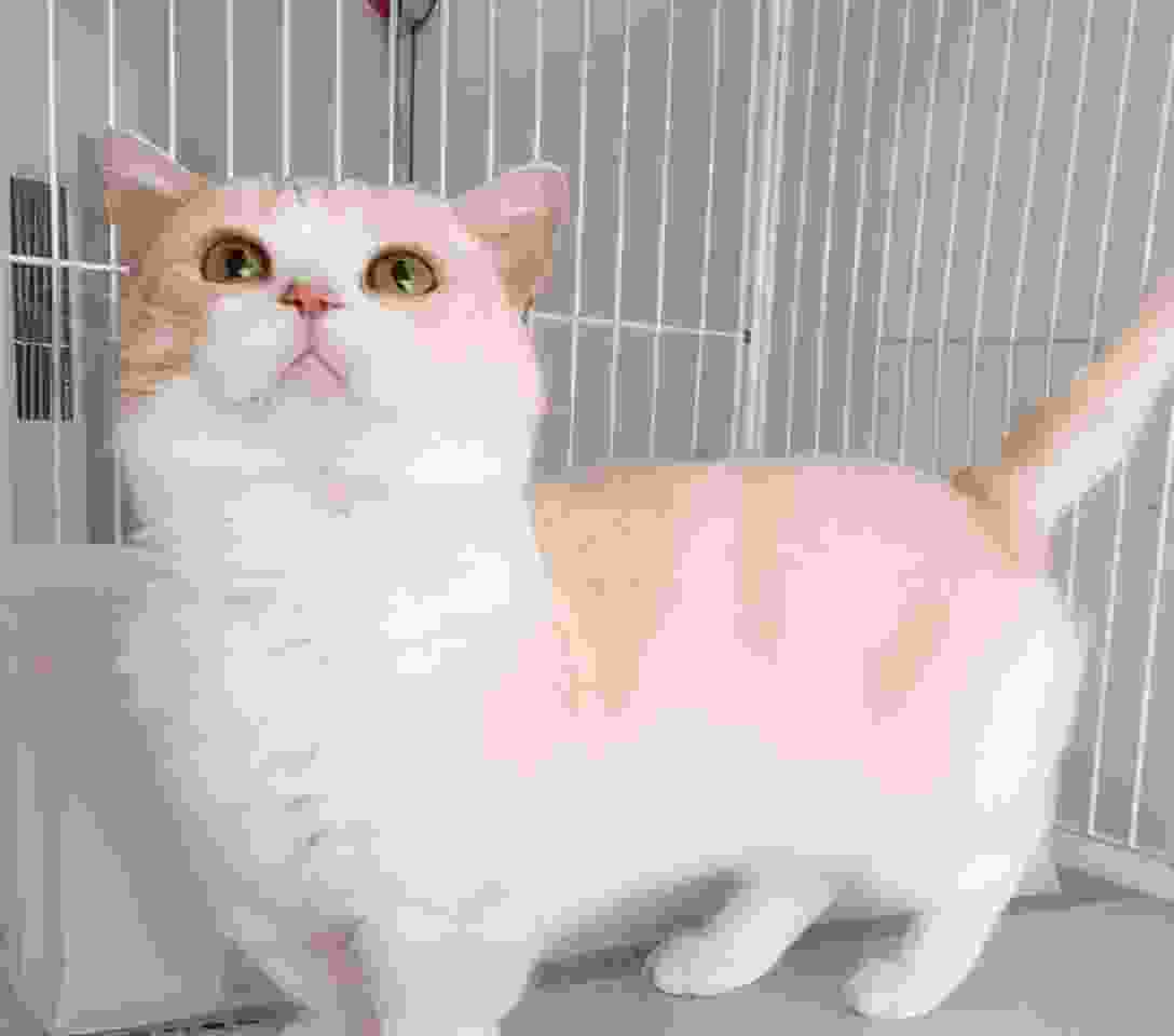 世界十大颜值最高的猫：布偶猫夺冠，波斯猫仅居第四