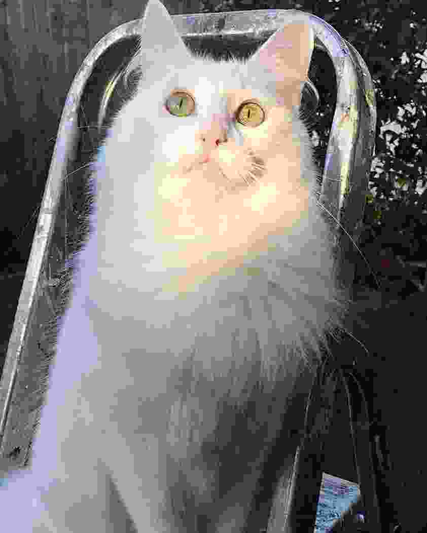 世界十大颜值最高的猫：布偶猫夺冠，波斯猫仅居第四