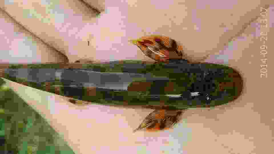 盘点十大最稀有的鱼类:野生中华鲟榜上有名 盘点十大最稀有的鱼类:野生中华鲟榜上有名