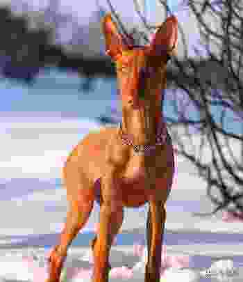 世界10大最贵的犬种，罗威纳犬位居第二
