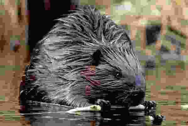 世界十大顶级国宝动物:考拉屈居第四,大熊猫夺得冠军 世界十大顶级国宝动物:考拉屈居第四,大熊猫夺得冠军