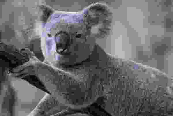 世界十大顶级国宝动物:考拉屈居第四,大熊猫夺得冠军 世界十大顶级国宝动物:考拉屈居第四,大熊猫夺得冠军