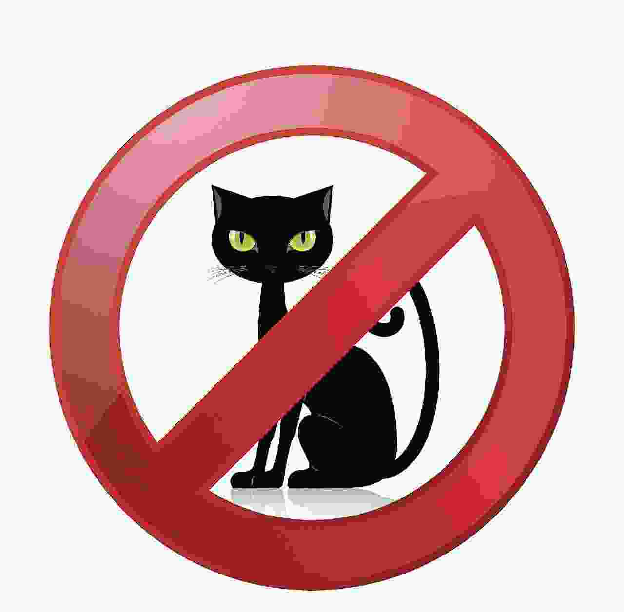 中国十大禁养猫：国家保护动物，再养就是犯法！