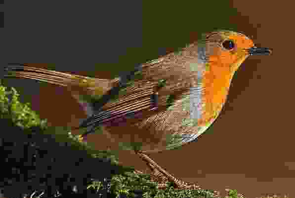 世界十大顶级国宝动物:考拉屈居第四,大熊猫夺得冠军 世界十大顶级国宝动物:考拉屈居第四,大熊猫夺得冠军