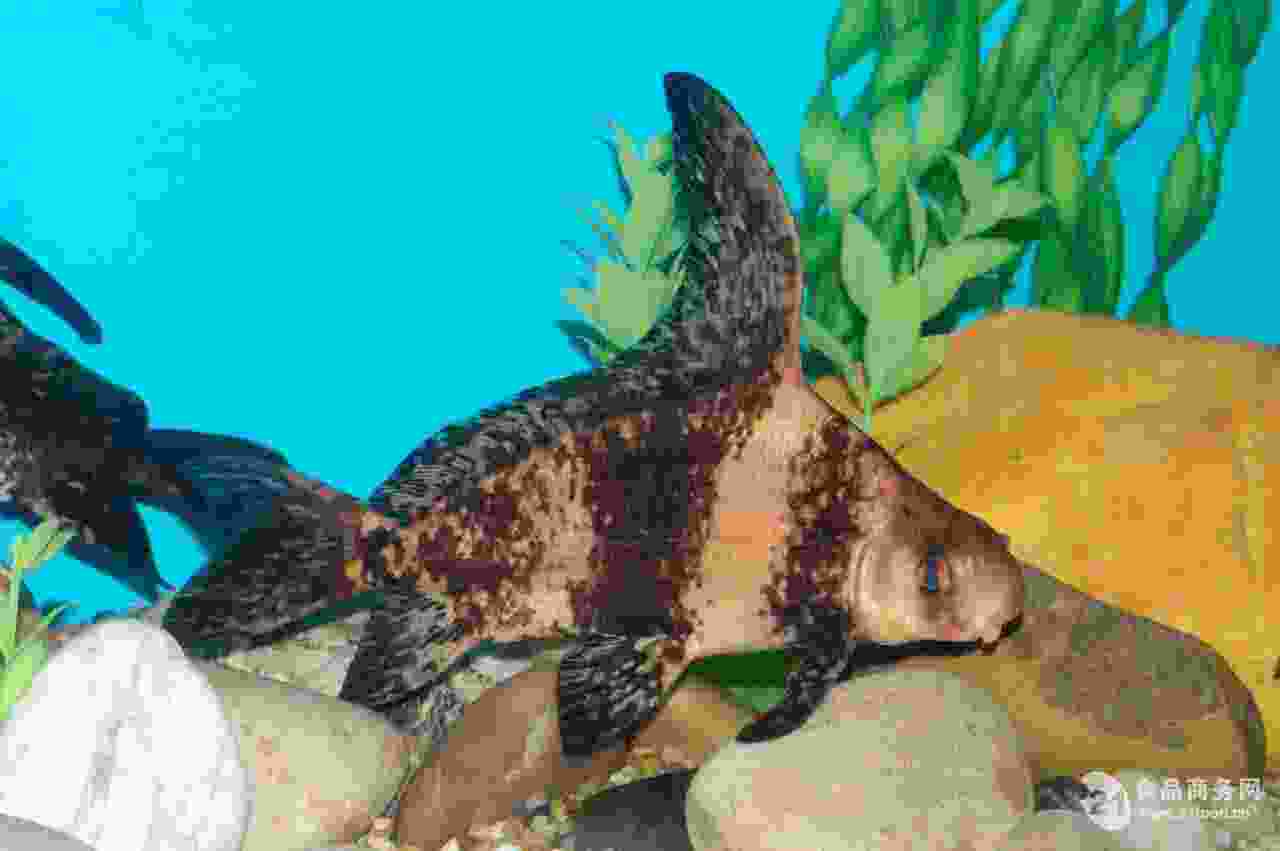 盘点十大最稀有的鱼类:野生中华鲟榜上有名 盘点十大最稀有的鱼类:野生中华鲟榜上有名