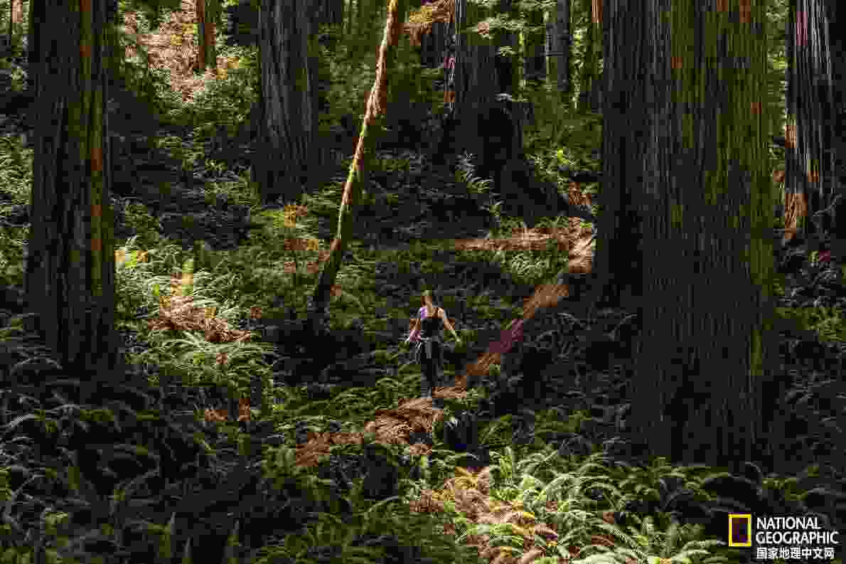 凌采加州天然(鍑岄噰鍔犲窞澶╃劧楦¤倝鐚伯)