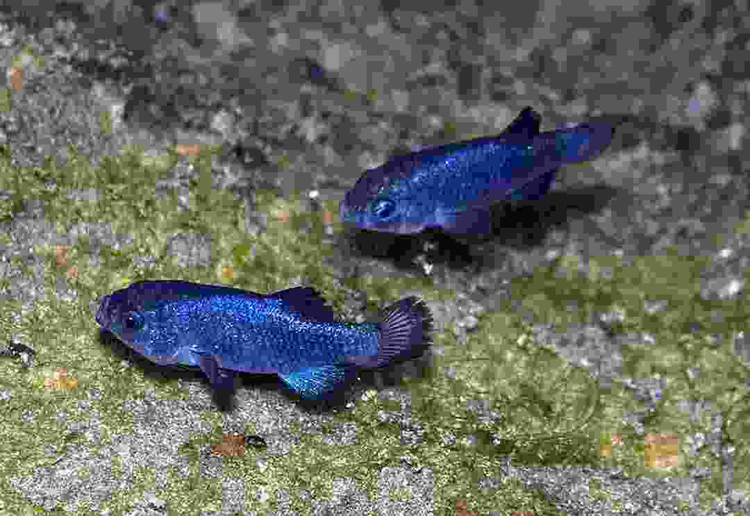 盘点十大最稀有的鱼类:野生中华鲟榜上有名 盘点十大最稀有的鱼类:野生中华鲟榜上有名