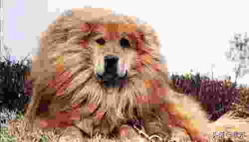 世界10大最贵的犬种，罗威纳犬位居第二