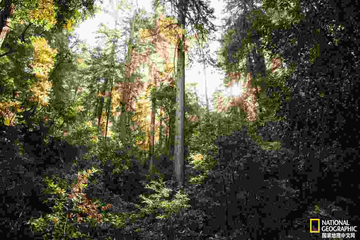 凌采加州天然(鍑岄噰鍔犲窞澶╃劧楦¤倝鐚伯)