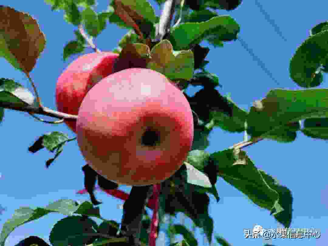 平果是哪里(苹果是种在哪里的)