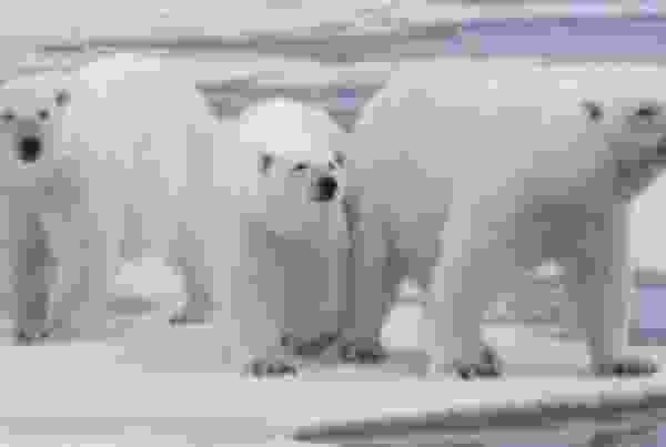 世界十大顶级国宝动物:考拉屈居第四,大熊猫夺得冠军 世界十大顶级国宝动物:考拉屈居第四,大熊猫夺得冠军