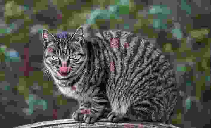 中国十大禁养猫：国家保护动物，再养就是犯法！