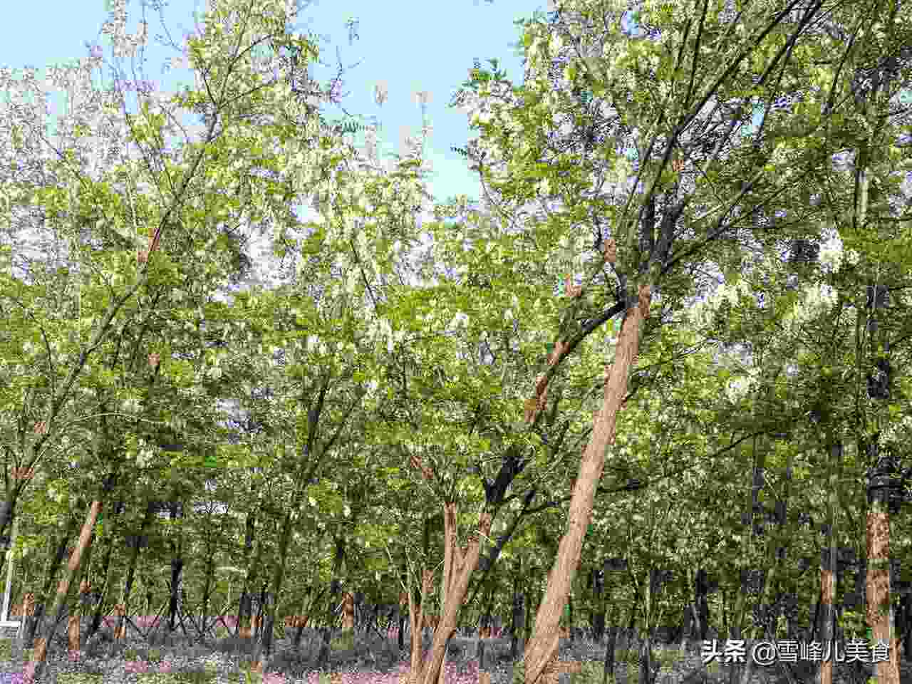 洋槐花怎么吃 洋槐花的二十种吃法