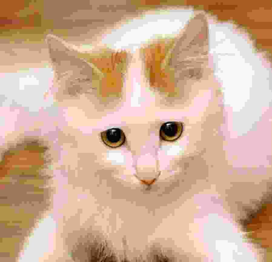 世界上最著名的短毛猫之一：暹罗猫长相可爱