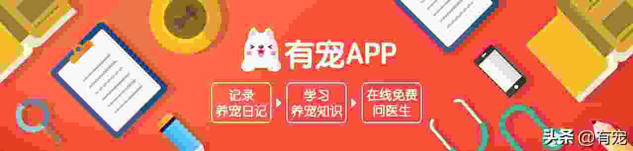 为什么养羊驼做宠物(家里养羊驼要注意什么) 为什么养羊驼做宠物(家里养羊驼要注意什么)