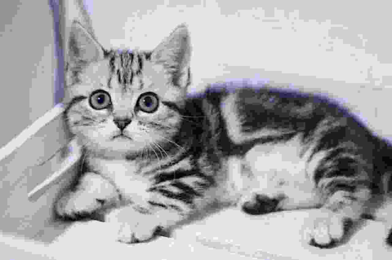 世界上最著名的短毛猫之一：暹罗猫长相可爱